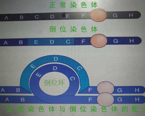 32岁ivf香港AMH0.56早衰 一促一移上岸经历