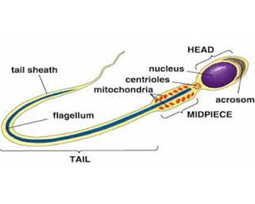 哪里有育儿师培训_幼师育儿心得,泰国试管婴儿如何解决不孕不育问题的？