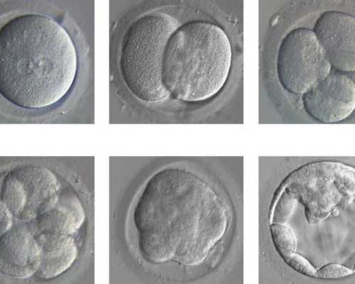 备孕备考计划表_女性备孕需要检查,女性子宫内膜薄备孕怎么补雌激素？饮食补
