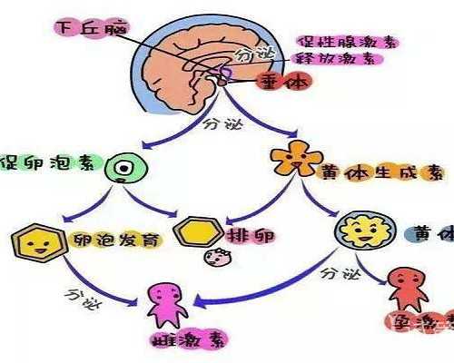 试管胚胎可以做亲子鉴定吗?胚胎亲子鉴定的方法?,借卵自怀
