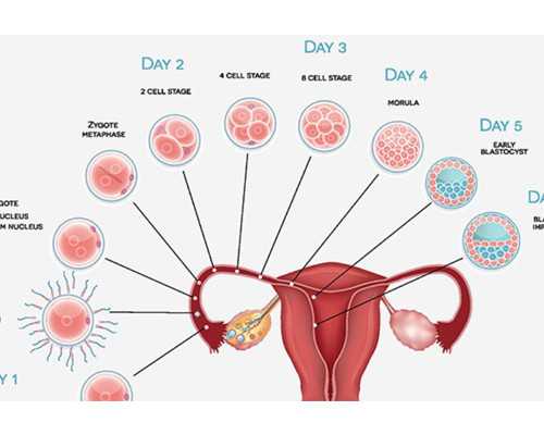 育儿小知识每日分享_育儿假怎么请,我宫腔粘连可以直接做试管婴儿助孕吗