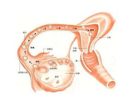 什么地方供卵靠谱_代妈价格多少,北京供卵试管医院排名榜单_试管能走补充医疗