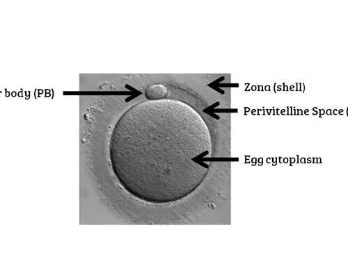 南昌代孕包成功价格|南昌医保能报销试管婴儿手术吗？南昌医保可不可以报试
