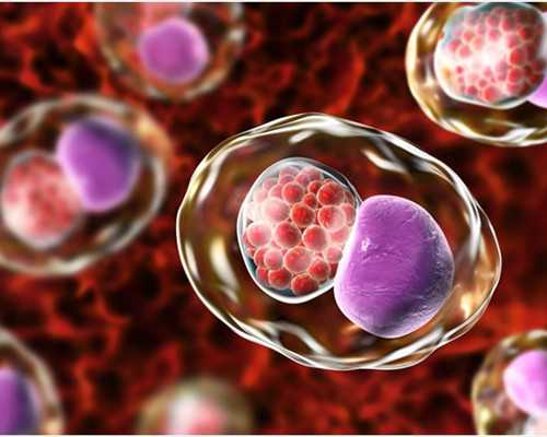 智特生物泰国试管婴儿冻卵:张欣博士谈泰国试管婴儿