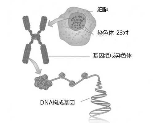 39岁供卵试管成功_65万包成功,北京有哪些民营供卵试管医院？_试管抗结剂方案