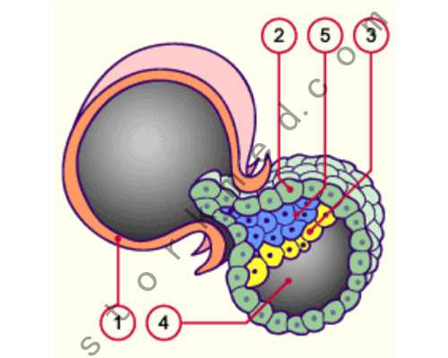 怀孕初期症状_备孕几天一次,男性喝了红酒多久可以要孩子？喝红酒对备孕有影